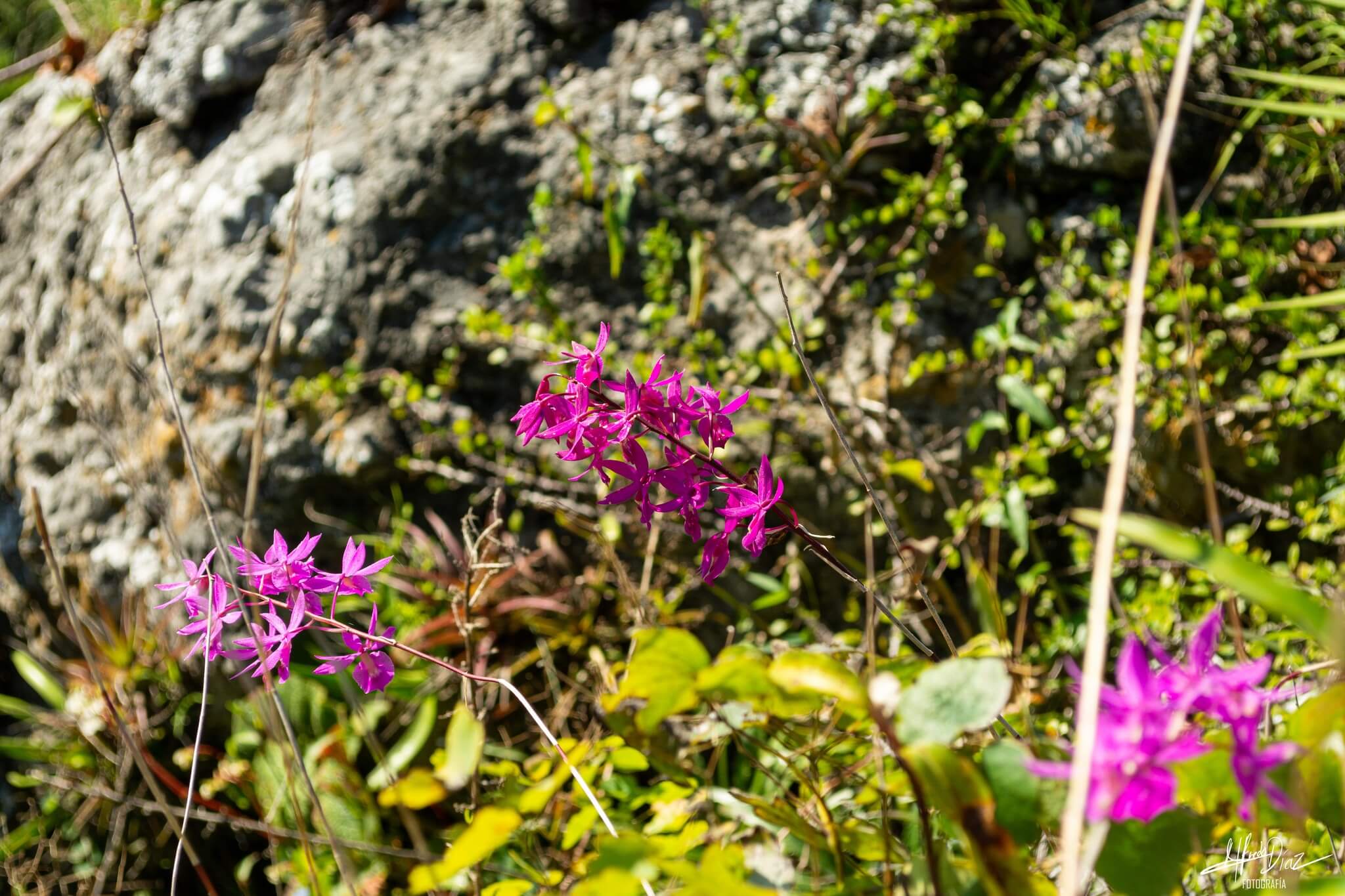 Barkeria scandens